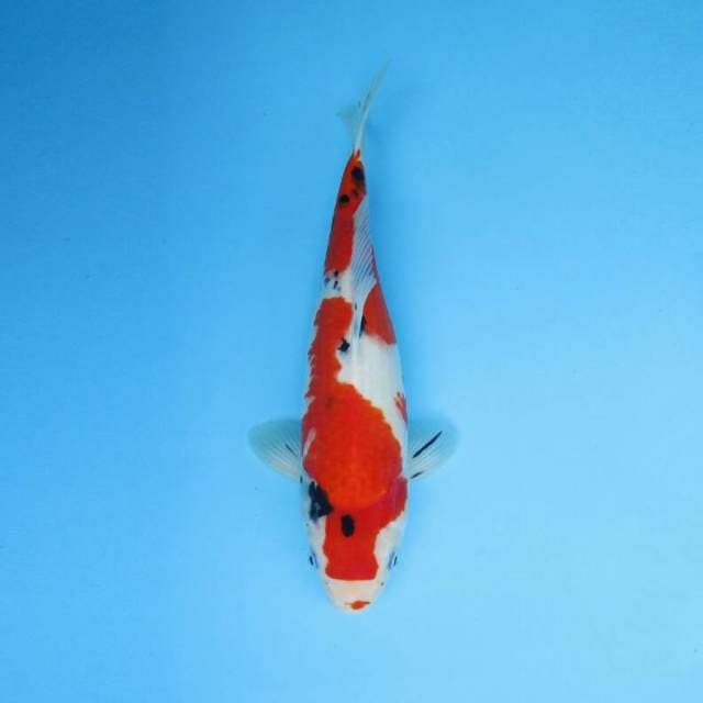 BKS ( SHOWA 34 CM )