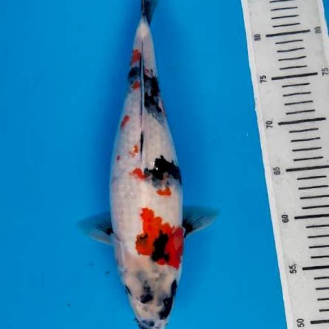 Showa F 38cm