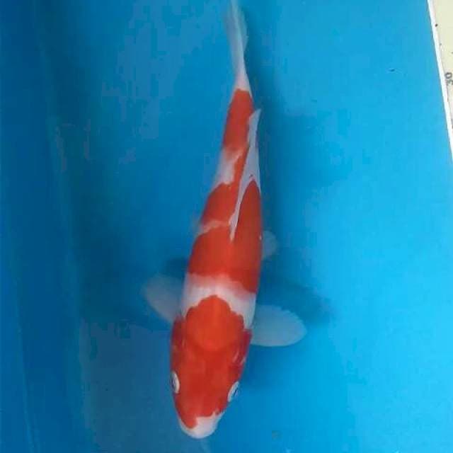 Kohaku 23