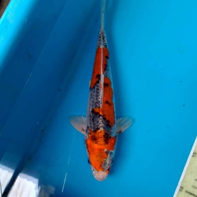 GOSHIKI