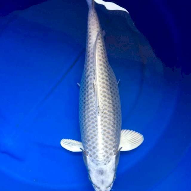Gin Mukashi Jumbo 50 cm