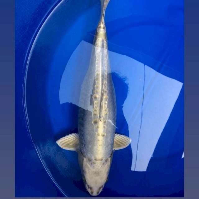 Kinbo Doitsu 50 cm