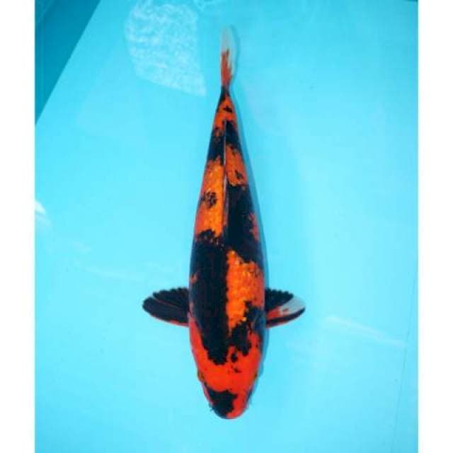 UTSURI GINRIN 40 CM