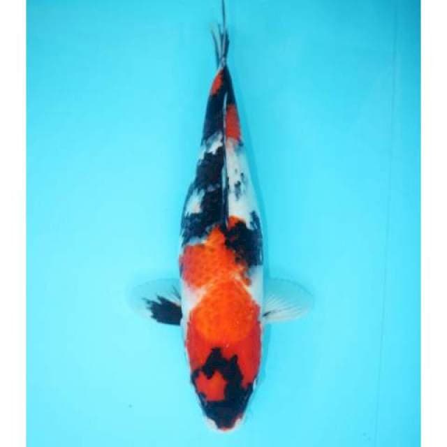 SHOWA SANSOKU 37 CM
