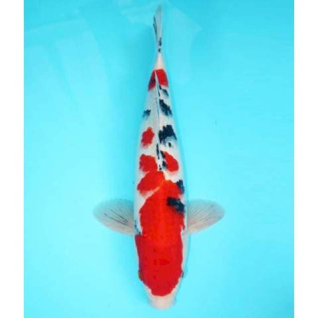 SANKE MALE STRONG RED 37 CM