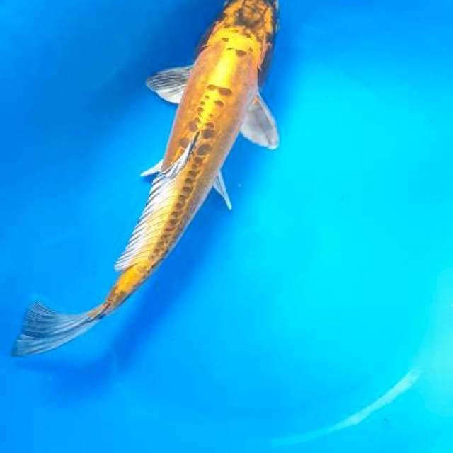 Kikokury