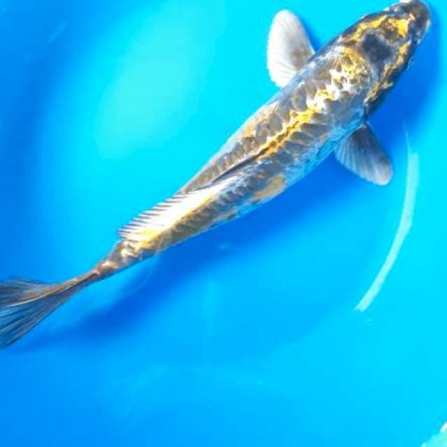 Kiko
