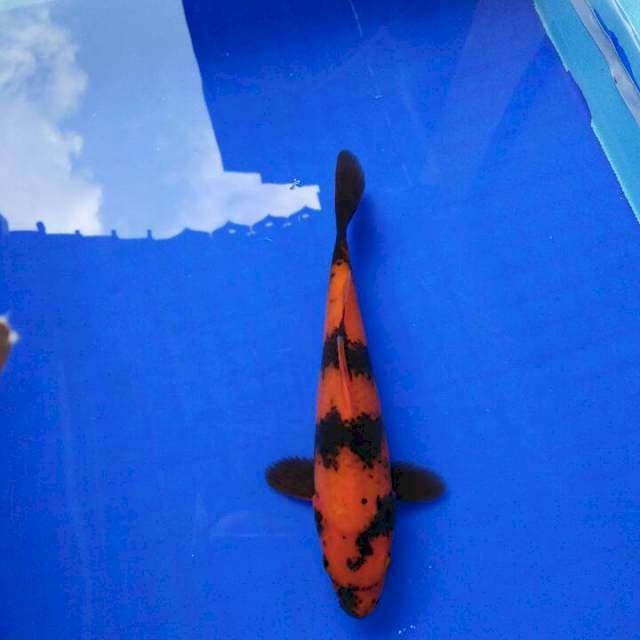 SQ Hi Utsuri Nemo 22cm