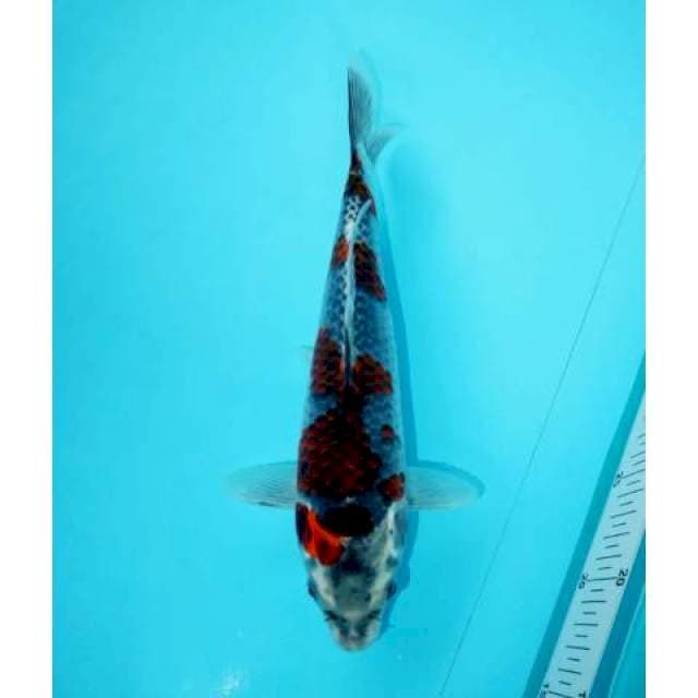 YONDAN GOSHIKI 28 CM