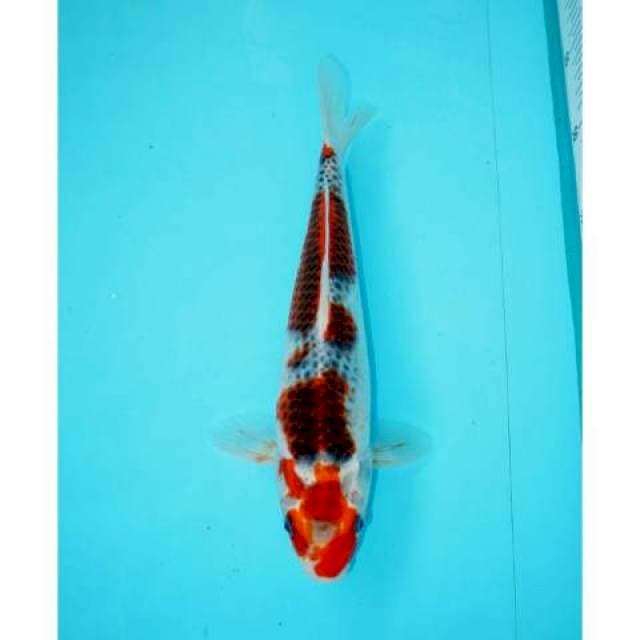 GOSHIKI SANDAN 25 CM