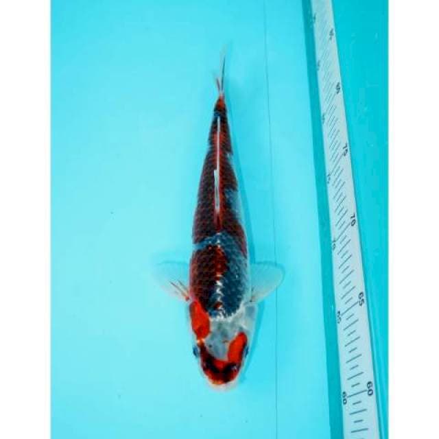 GOSHIKI 25 CM