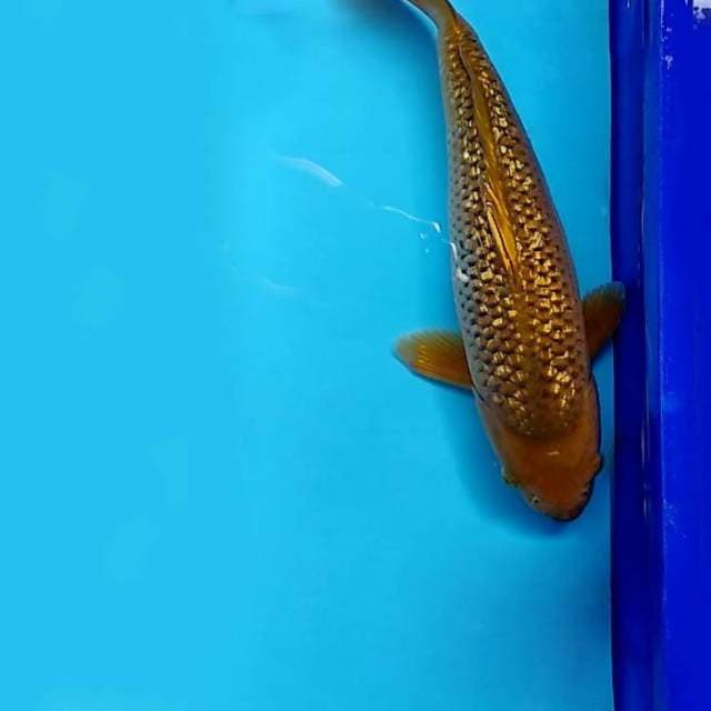 C. DAMARKOI ( CHAGOI TEMBAGA GIN RIN )