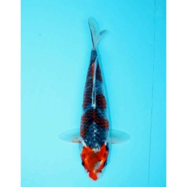 GOSHIKI 23 CM