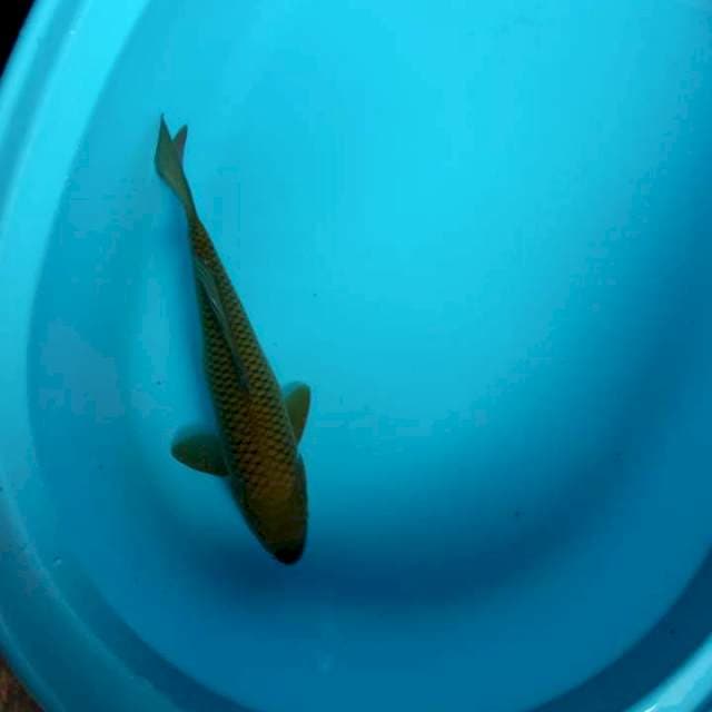 Chagoi