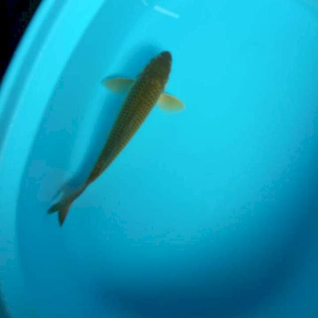 Chagoi