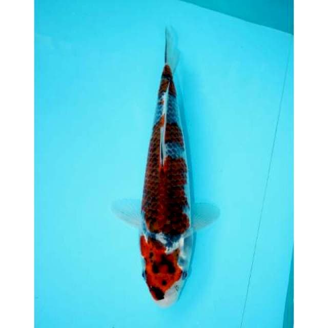 GOSHIKI SANDAN 27 CM
