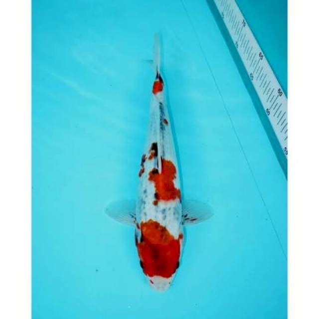 SANDAN GOSHIKI TATEGOI 30 CM