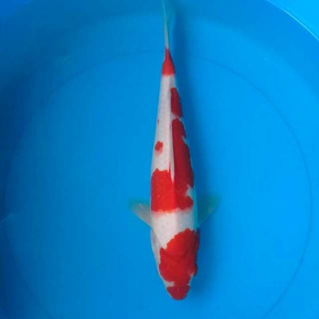 Kohaku 35cm