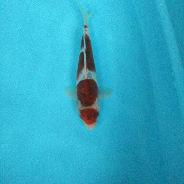 Tc Goromo 25cm