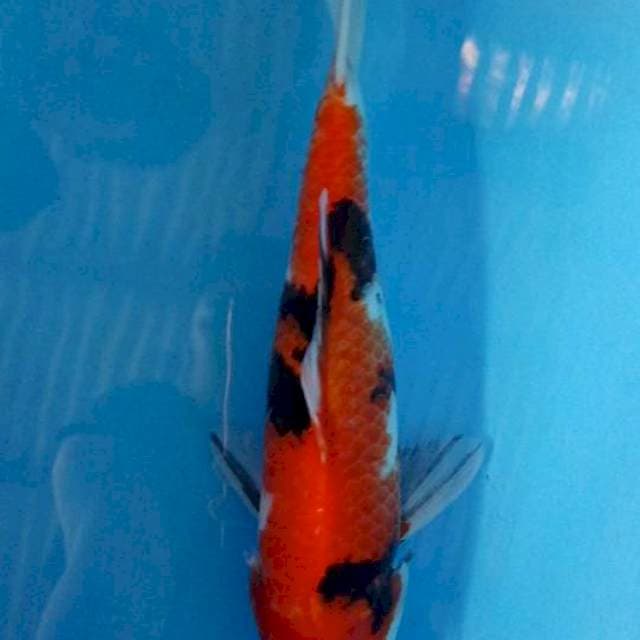 Showa