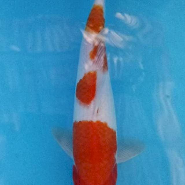 Kohaku