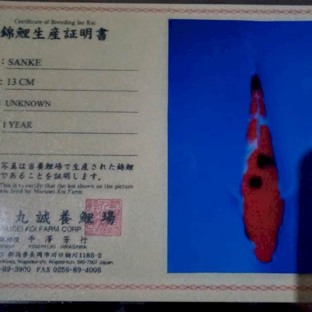 Sanke import marusei serti