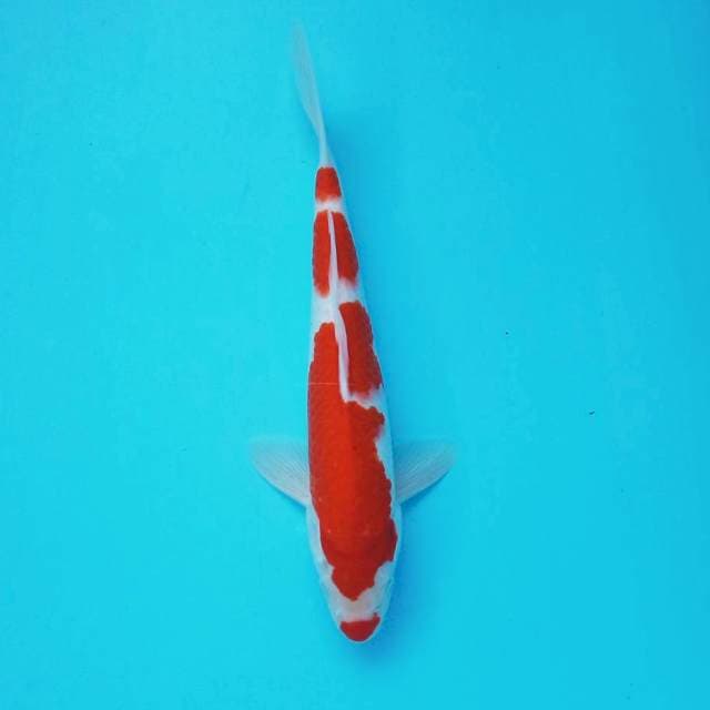 7. Kucibeni Kohaku || 30 cm