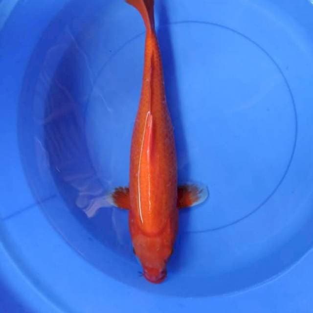 Benigoi tembus jumbo