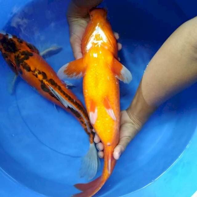 Benigoi tembus jumbo