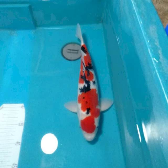 SANKE,,MANTAAP.. 36CM