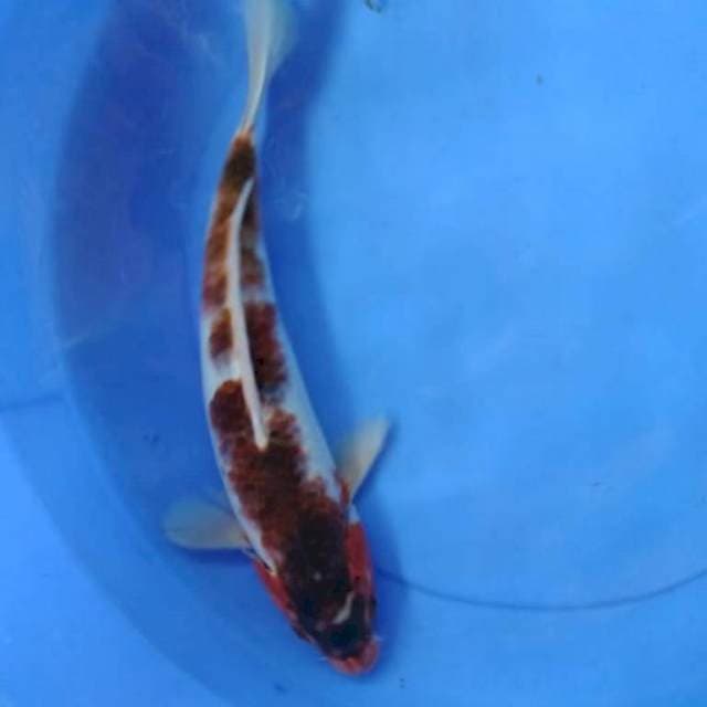 Goromo