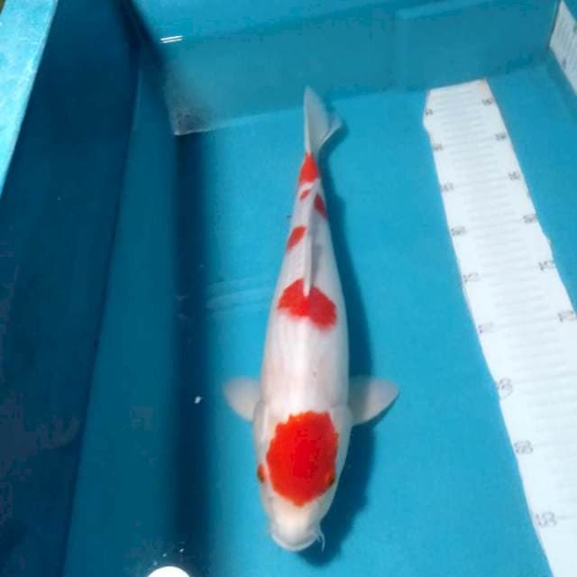 KOHAKU,,KINDAY, MALE 43CM