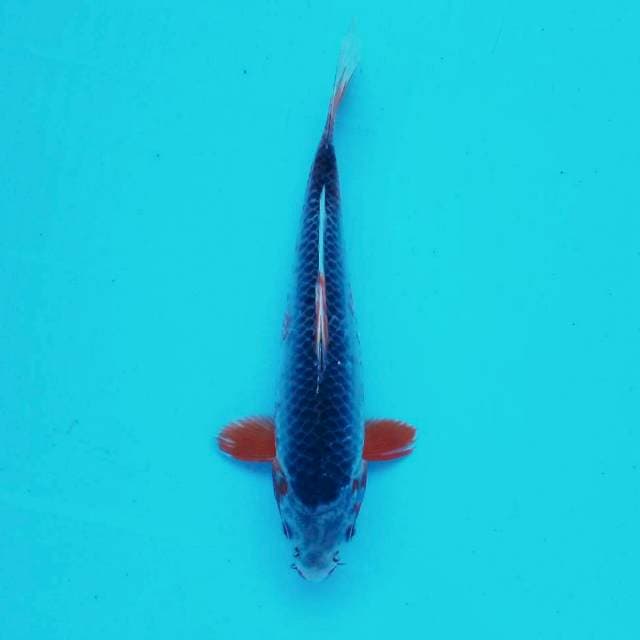 F. Asagi Minimanis #26cm