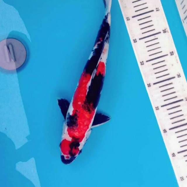 Showa 40cm doitsu original
