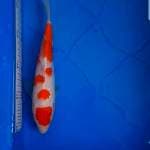 Kohaku F1 (sakai)