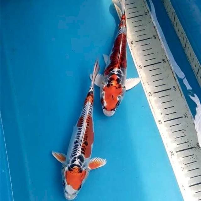 Doitsu Kujaku 2 ekor 21-23 cm