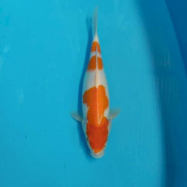 Kohaku 33 cm