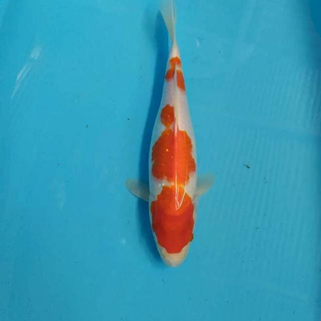 Kohaku 33 cm 
