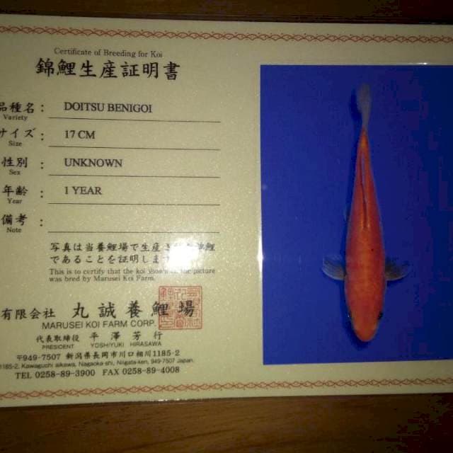 Doitsu Benigoi (Marusei) 17cm. Import dan Sertifikat