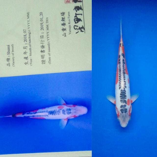 Sushui import yamaju