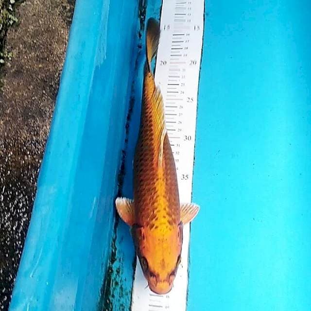 Kin matsuba 32cm