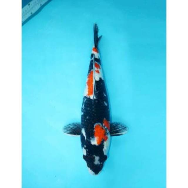 SHOWA SANSHOKU BLACK MARU 46 CM