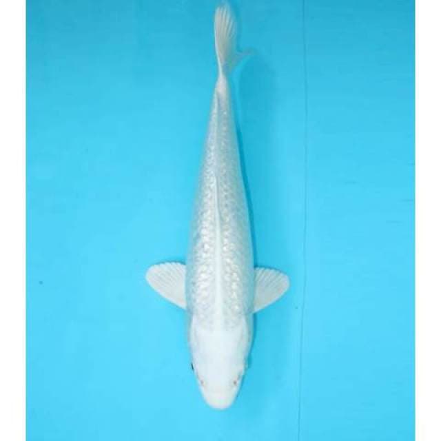PLATINUM GINRIN 31 CM
