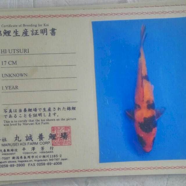 Hi utsuri import marusei