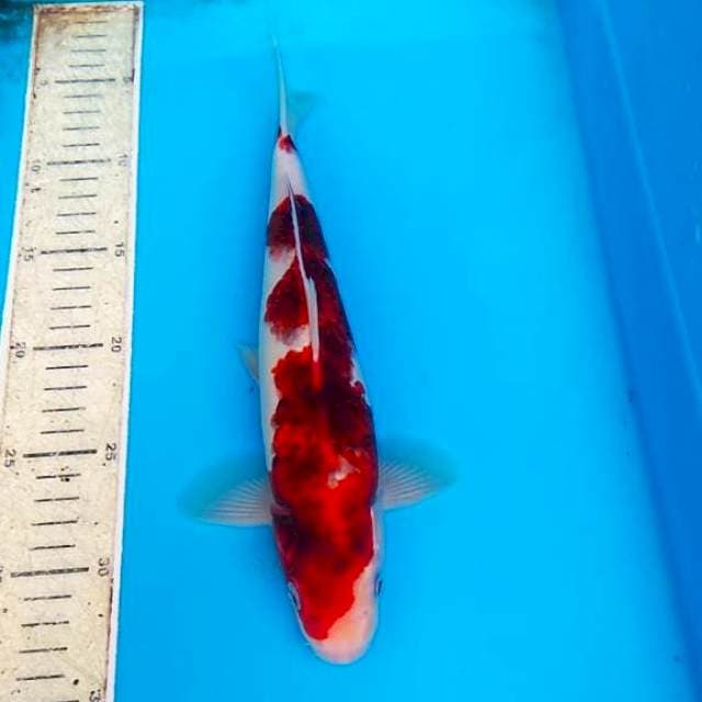 Goromo 28cm