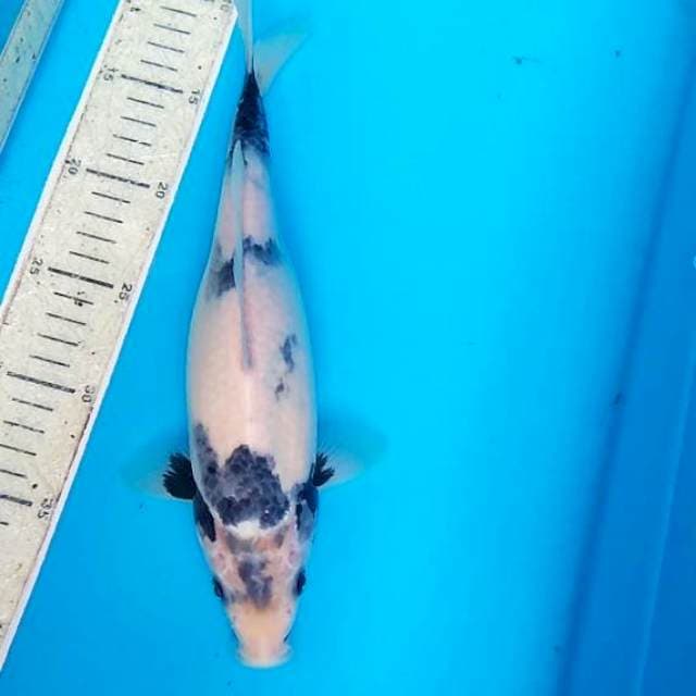 Shiro 29cm