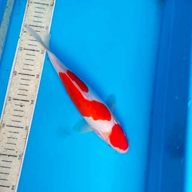 Kohaku doutsu 27cm