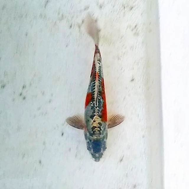 Ochiba doitsu Langka