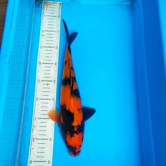 Hiu 34cm