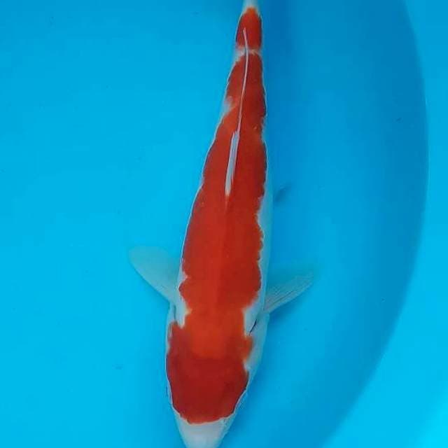 Kohaku merah memukau 34cm